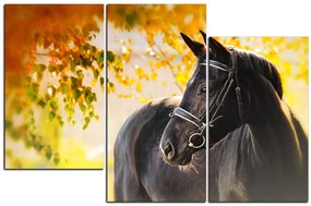 Obraz na plátne - Čierny kôň 1220D (105x70 cm)