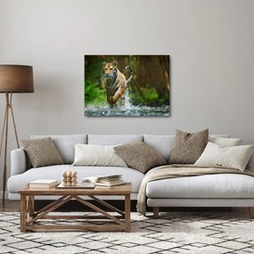 Obraz bežiaceho tigra (70x50 cm)