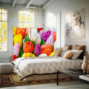 Ozdobný paraván Barevné květy tulipánů - 180x170 cm, päťdielny, obojstranný paraván 360°