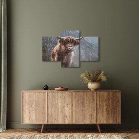 Obraz - Highlander krava (90x60 cm)