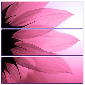 Obraz na plátne - Slnečnica kvet - štvorec 3201VD (75x75 cm)