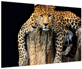 Obraz - Gepard (90x60 cm)
