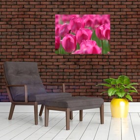 Obraz - Ružové tulipány (70x50 cm)