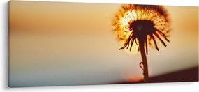 Obraz Púpavy v západe slnka (120x50 cm)