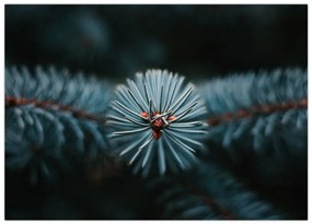 Sklenený obraz vetvičky ihličnatého stromu (70x50 cm)
