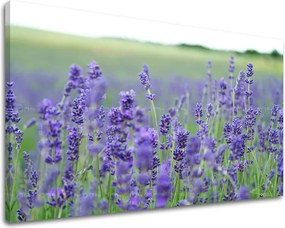 Obraz na stenu KVETY KV093E11 - 80x120 cm