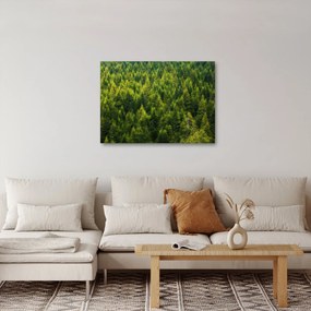Obraz - Hustý les (70x50 cm)