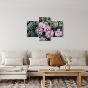 Obraz kvet kaktusu (90x60 cm)