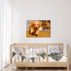 Obraz - Zlatý retriever (70x50 cm)