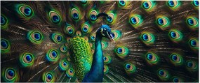 Obraz – Páv (120x50 cm)