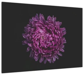 Obraz fialovej kvetiny (70x50 cm)