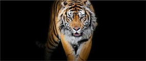 Obraz - Tiger (120x50 cm)