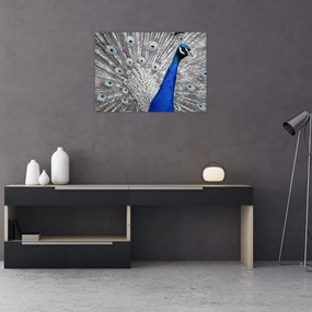 Obraz - modrý páv (70x50 cm)