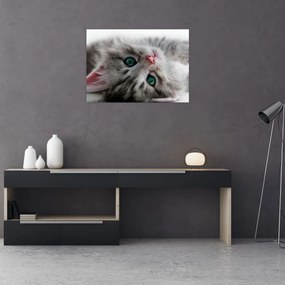 Obraz - Mačka so zelenými očami (70x50 cm)