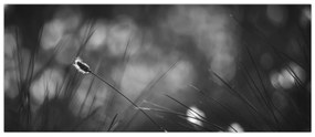 Obraz - Lúčna tráva (120x50 cm)