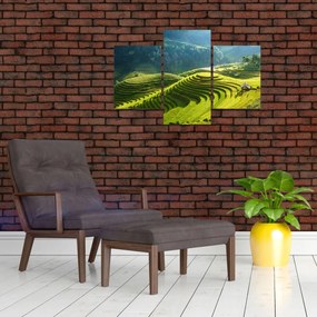 Obraz - Koncert ryžových terás (90x60 cm)