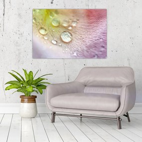 Obraz - Kvapky rosy (90x60 cm)