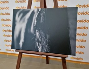 Obraz majestátny kôň v čiernobielom prevedení