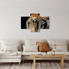 Obraz - Gepard (90x60 cm)