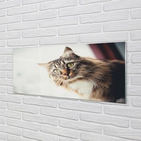 Obraz na akrylátovom skle Mainská mývalia mačka 120x60 cm