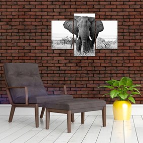 Obraz - Slon africký II. (90x60 cm)