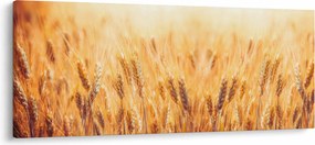 Obraz - pole s obilím (120x50 cm)