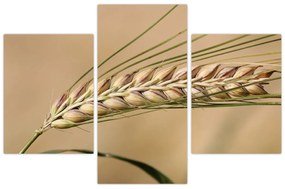 Obraz - Pšenica (90x60 cm)