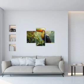 Obraz - Tukan (90x60 cm)