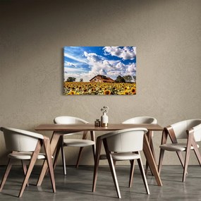 Obraz slnečnicového poľa (90x60 cm)