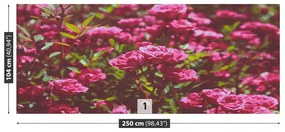 Fototapeta Vliesová Ružové ruže 152x104 cm