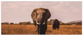 Obraz - Príchod slona (120x50 cm)