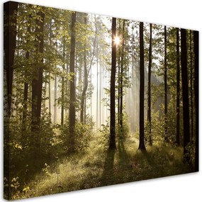 Obraz na plátně, Ráno v lese - 90x60 cm