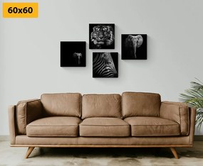 Set obrazov zvieratá v čiernobielom štýle - 4x 60x60
