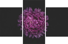 Obraz fialovej kvetiny (90x60 cm)