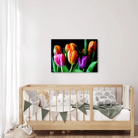 Obraz tulipánov na čiernom pozadí (70x50 cm)
