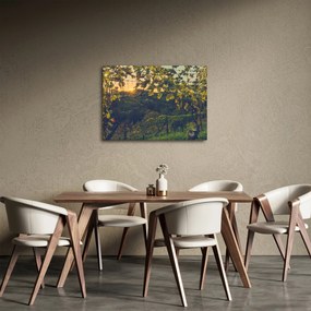 Obraz - Vinice (70x50 cm)