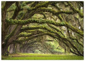 Obraz - Oaks Avenue, Charleston, Južná Karolína, USA (70x50 cm)