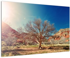 Obraz stromu v púšti (90x60 cm)