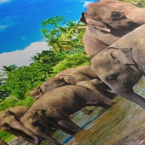Obraz - Slony, Sri Lanka (90x60 cm)