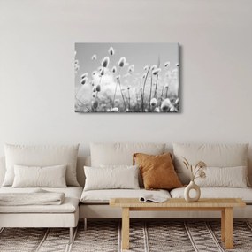 Obraz - Boho bunny tail grass (90x60 cm)