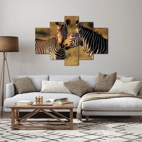 Obraz - Dve zebry (150x105 cm)