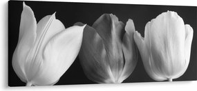 Obraz - Čiernobiele kvety tulipánov (120x50 cm)
