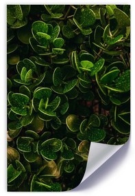 Gario Plagát Zelená rastlina s listami Farba rámu: Bez rámu, Veľkosť: 30 x 45 cm