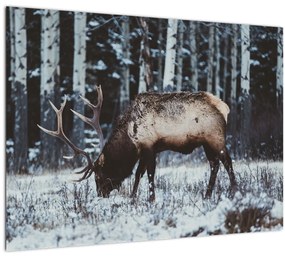 Sklenený obraz - jeleň v zime (70x50 cm)