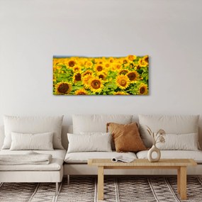 Obraz - Slnečnica (120x50 cm)