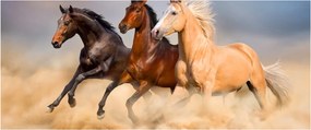 Obraz - Divé kone (120x50 cm)