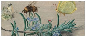 Obraz - Jan van Kessel the Elder, Insects and a Sprig of Rosemary, reprodukcia (120x50 cm)