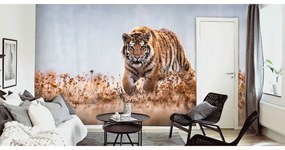 Fototapeta na stenu Bengal tiger