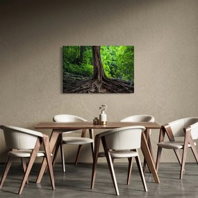 Obraz - Starý strom s koreňmi (90x60 cm)