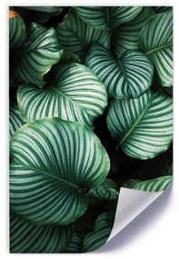 Gario Plagát Zelené rastliny s listami Farba rámu: Bez rámu, Veľkosť: 20 x 30 cm